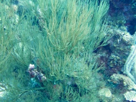Soft Coral IMG 7123